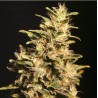 MISSING IN BARCELONA · Eva Seeds · semi di canapa  · Fem