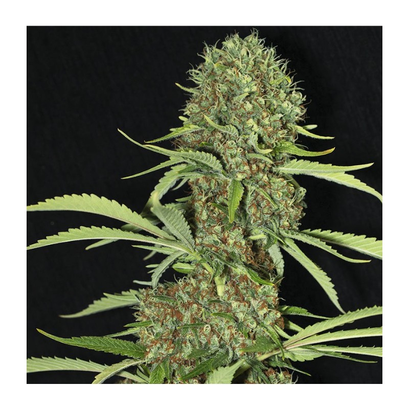 JAMAICAN DREAM · Eva Seeds · semi di canapa · Fem