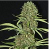 JAMAICAN DREAM · Eva Seeds · semi di canapa · Fem