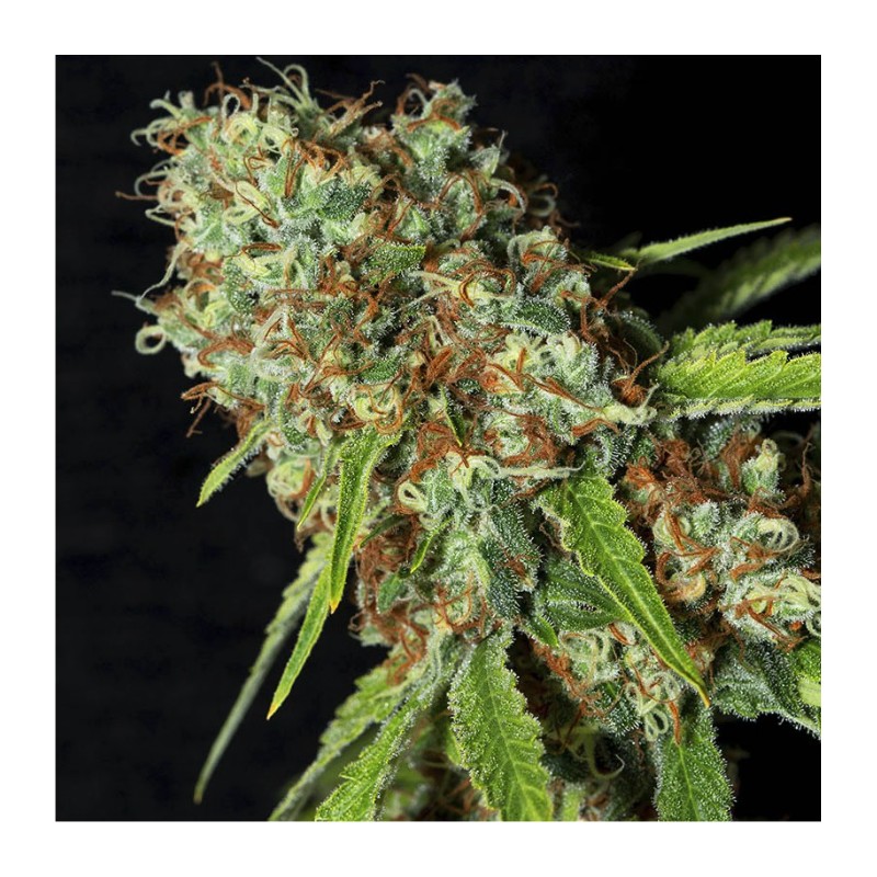 JAMAICAN DREAM CBD · Eva Seeds · semi di canapa indiana · Fem