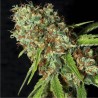 JAMAICAN DREAM CBD · Eva Seeds · cannabis seeds · Fem