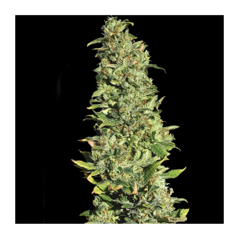 HIGH LEVEL · Eva Seeds · semi di canapa · Fem