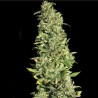 HIGH LEVEL · Eva Seeds · cannabis seeds · Fem