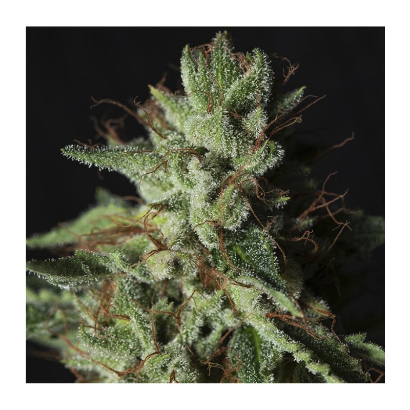 GORILLA CANDY · Eva Seeds · semi di canapa indiana · Fem