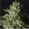 GORILLA CANDY · Eva Seeds · semi di canapa indiana · Fem