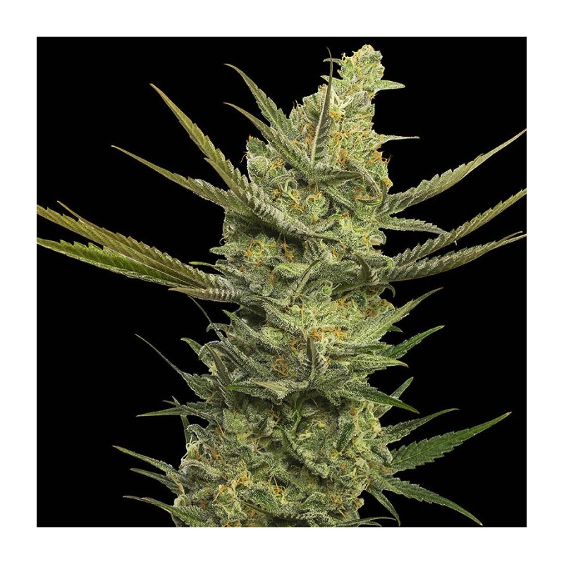 GIPSY HAZE · Eva Seeds · semi di canapa · Fem