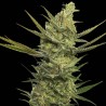 GIPSY HAZE · Eva Seeds · semi di canapa · Fem
