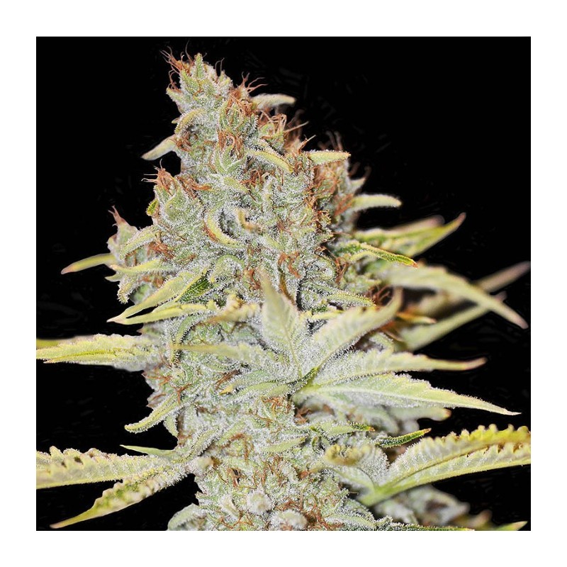FURIOUS CANDY · Eva Seeds · semi di canapa indiana · Fem