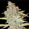 FURIOUS CANDY · Eva Seeds · semi di canapa indiana · Fem