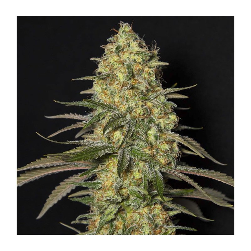 BLACK DREAM · Eva Seeds · semi di canapa · Fem