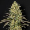 BLACK DREAM · Eva Seeds · semi di canapa  · Fem