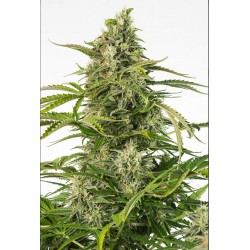 CHEESE CBD AUTO · Dinafem · cannabis seeds · AutoFem