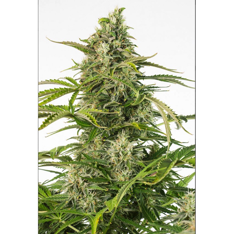 CHEESE CBD AUTO · Dinafem · semi di canapa · AutoFem