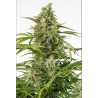 CHEESE CBD AUTO · Dinafem · semi di canapa · AutoFem