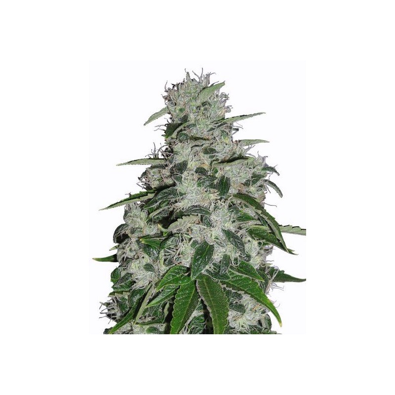BLUEBERRY · Dr Green Seeds · semi di canapa all ingrosso · Fem