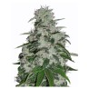 BLUEBERRY · Dr Green Seeds · semi di canapa all ingrosso · Fem