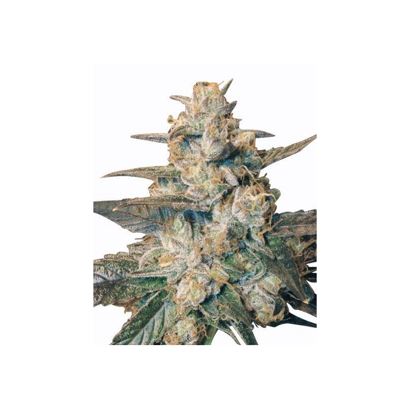 AUTO BLUEBERRY · Dr Green Seeds · bulk cannabis seeds · AutoFem