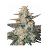 AUTO BLUEBERRY · Dr Green Seeds · semi di canapa all ingrosso · AutoFem