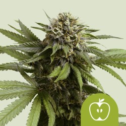 APPLE FRITTER AUTO ·  Royal Queen Seeds · kenevir tohum · Disi · AutoFem