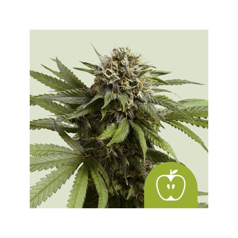APPLE FRITTER AUTO · Royal Queen Seeds · sementes de maconha · AutoFem