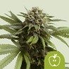 APPLE FRITTER AUTO · Royal Queen Seeds · semi di canapa indiana · AutoFem