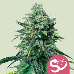 FORBIDDEN FRUIT · Royal Queen Seeds · semi di canapa indiana · Fem