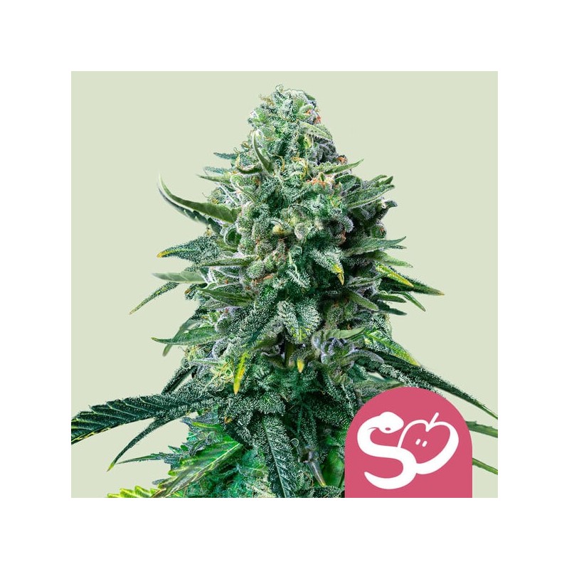 FORBIDDEN FRUIT · Royal Queen Seeds · sementes de maconha · Fem