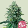 FORBIDDEN FRUIT · Royal Queen Seeds · cannabis samen · Fem