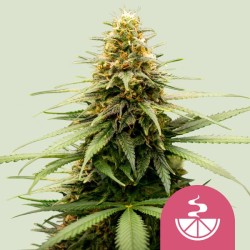 LEMON SKUNK · Royal Queen Seeds · semi di canapa indiana · Fem