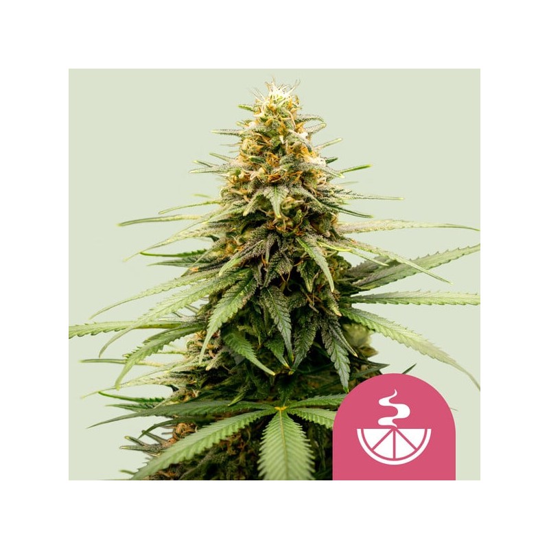 LEMON SKUNK · Royal Queen Seeds · kenevir tohum · Disi · Fem