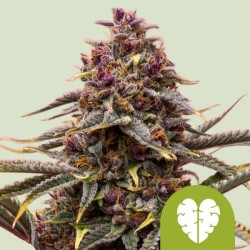 PINK MIST AUTO · Royal Queen Seeds · kaufen cannabis samen · AutoFem