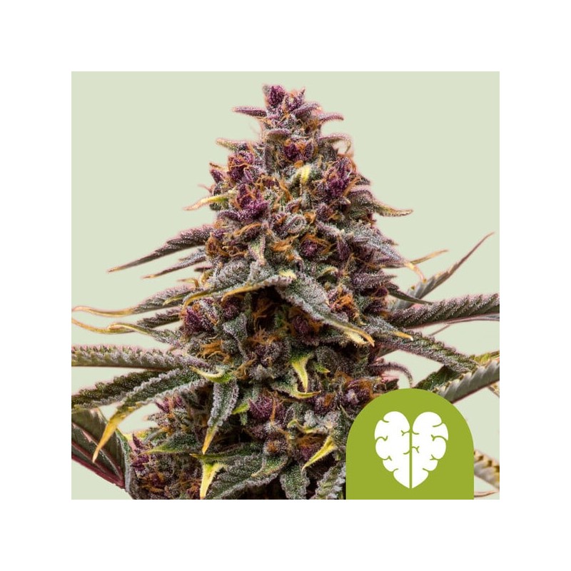 PINK MIST AUTO · Royal Queen Seeds · sementes de maconha · AutoFem