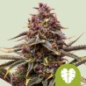 PINK MIST AUTO · Royal Queen Seeds · semi di canapa indiana · AutoFem