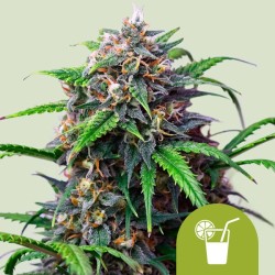 PURPLE LEMONADE AUTO · Royal Queen Seeds · sementes de maconha · AutoFem