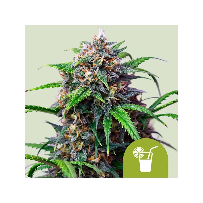 PURPLE LEMONADE AUTO · Royal Queen Seeds · semi di canapa indiana · AutoFem
