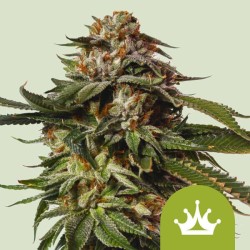 Special Queen 1 Auto – Semi Autofiorenti Royal Queen Seeds