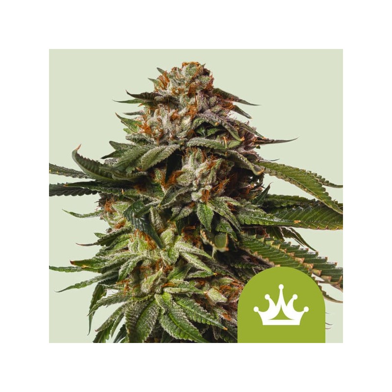 Special Queen 1 Auto – Semi Autofiorenti Royal Queen Seeds