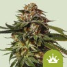 Special Queen 1 Auto – Semi Autofiorenti Royal Queen Seeds
