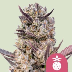 TROPICANA COOKIES PURPLE · Royal Queen Seeds · cannabis seeds · Fem