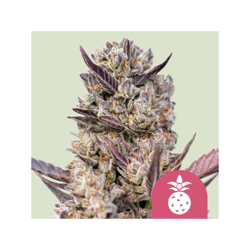 TROPICANA COOKIES PURPLE · Royal Queen Seeds · cannabis samen · Fem