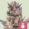 TROPICANA COOKIES PURPLE · Royal Queen Seeds · kenevir tohum · Disi · Fem