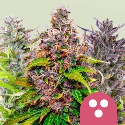 FEMINIZED MIX · Royal Queen Seeds · sementes de maconha · Fem