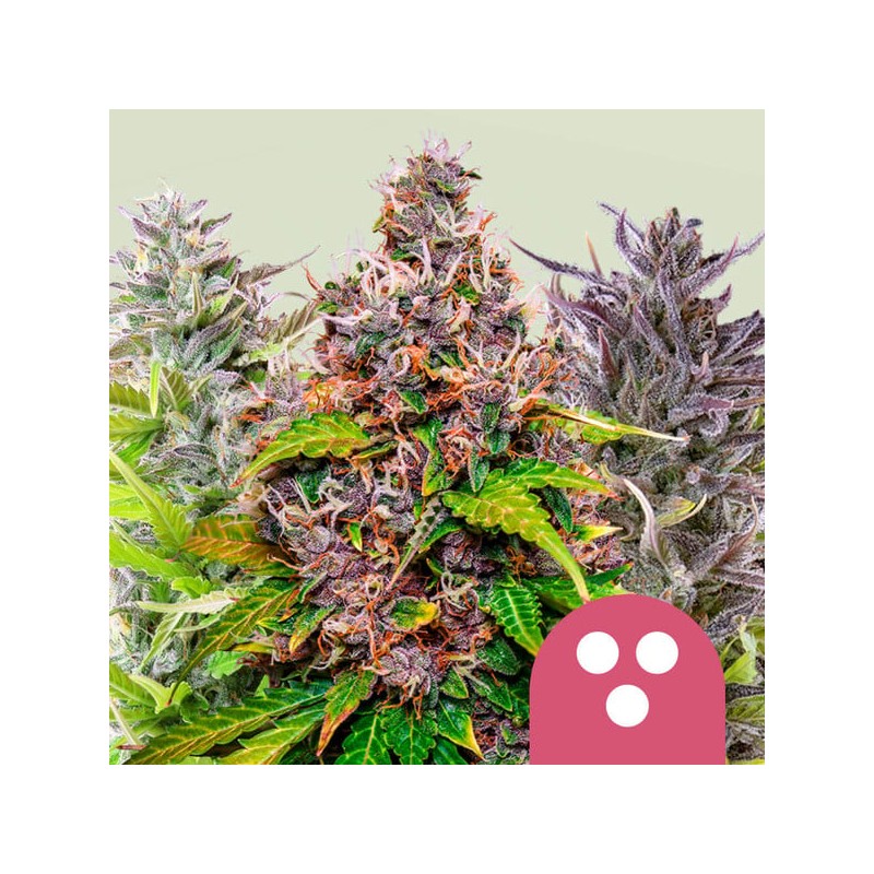 FEMINIZED MIX · Royal Queen Seeds · cannabis samen · Fem
