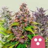 FEMINIZED MIX · Royal Queen Seeds · kenevir tohum · Disi · Fem