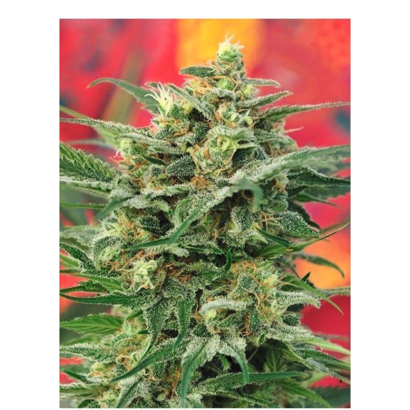 8 MILES HIGH · Mandala Seeds · semi di canapa · Reg