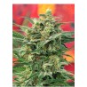 8 MILES HIGH · Mandala Seeds · semi di canapa · Reg