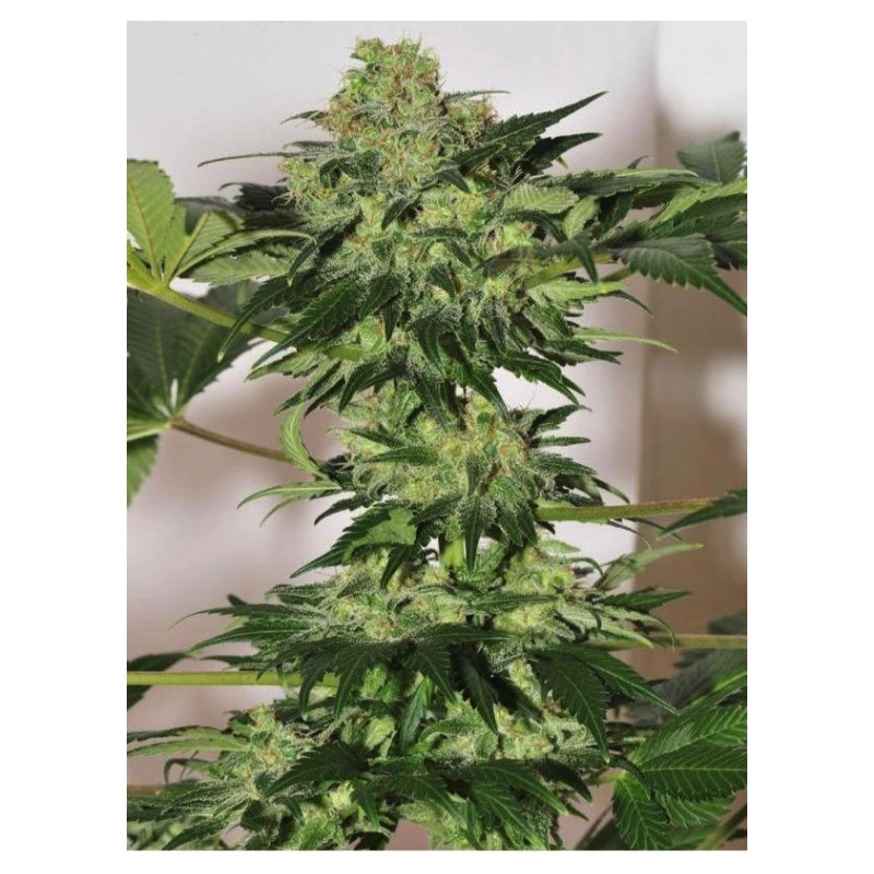 BEYOND THE BRAIN · Mandala Seeds · semi di canapa - Reg