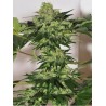 BEYOND THE BRAIN · Mandala Seeds · semi di canapa - Reg