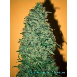 CALIFORNIA DREAM · semi di...