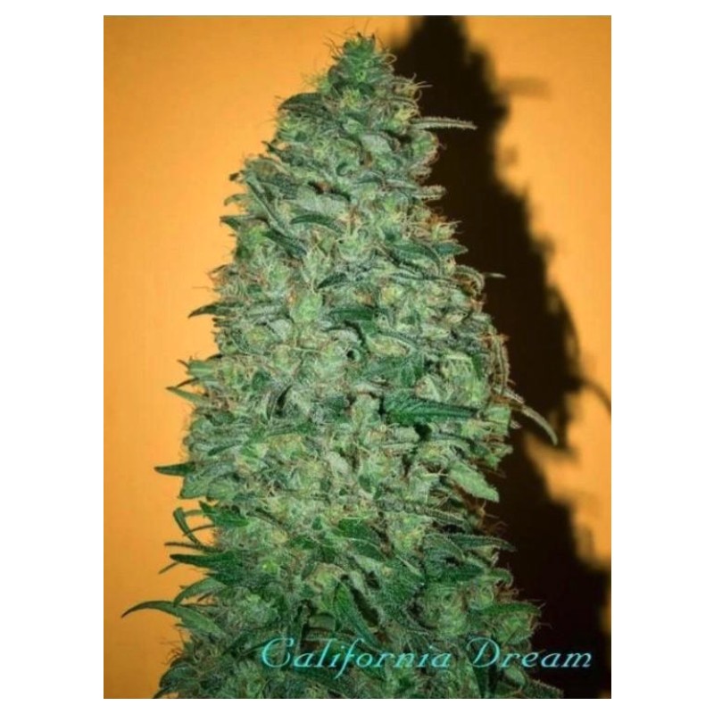 CALIFORNIA DREAM · semi di canapa indiana · Fem